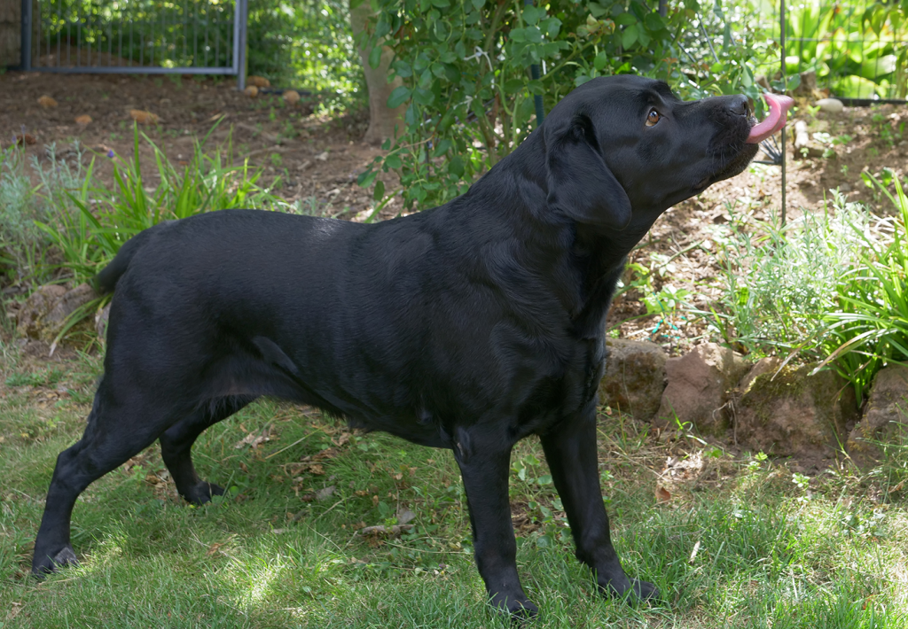 Labrador Retriever