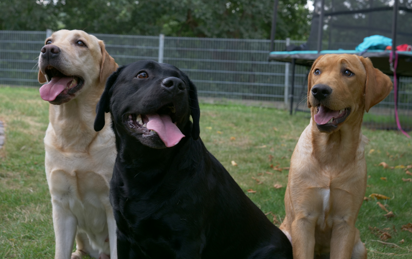 Labrador Retriever
