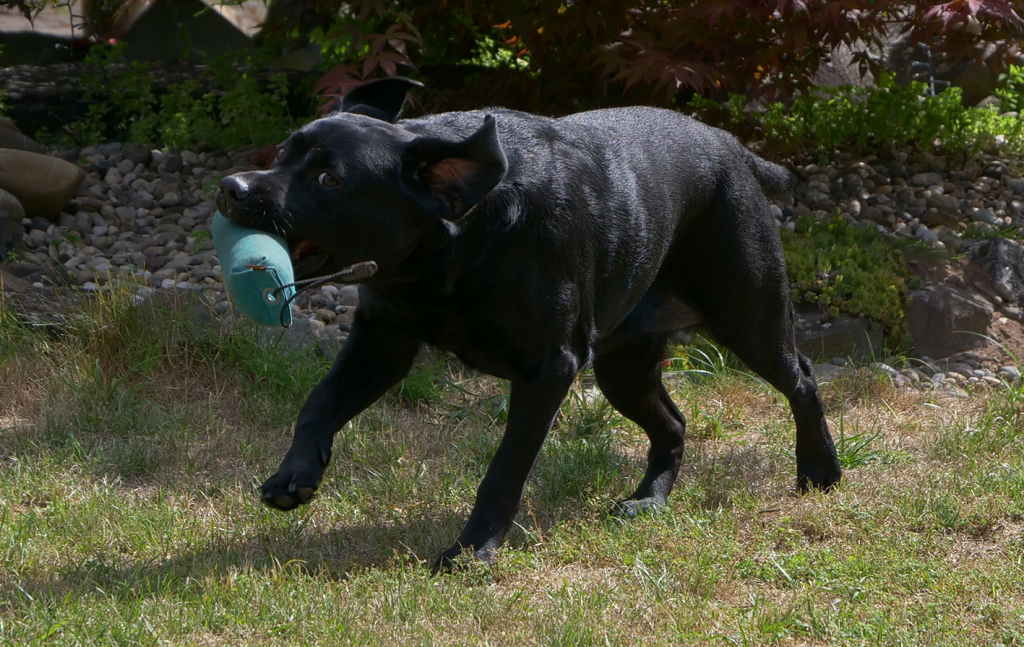 Labrador Retriever