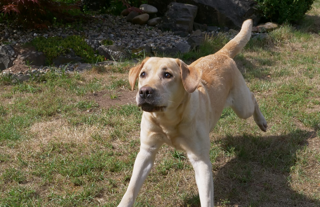 Labrador Retriever